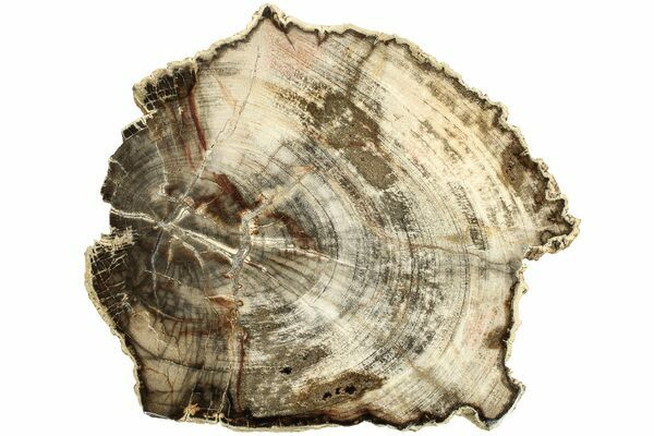 Petrified wood in cross-section with growth rings exquisitely preserved.